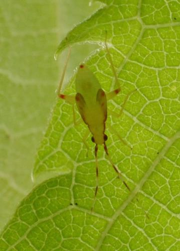 Campyloneura virgula